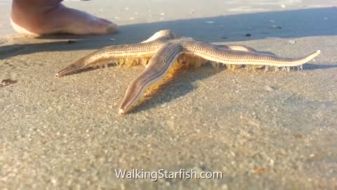 walking starfish