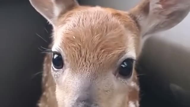 Funny Animals! 😂🤣