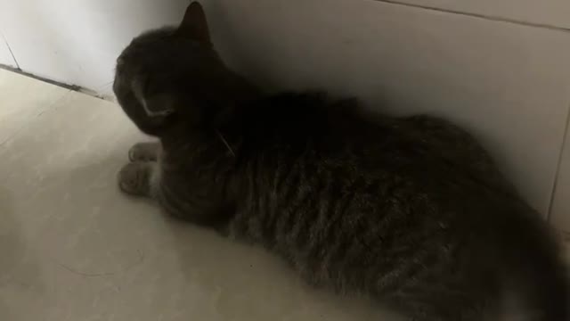 A cat that stands up and circles