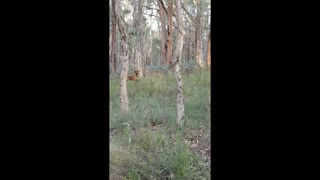 An Aussie Bushwalk with a Loyal Rhodesian Ridgeback