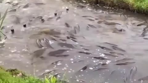 This is a beautiful and charming water-dwelling species