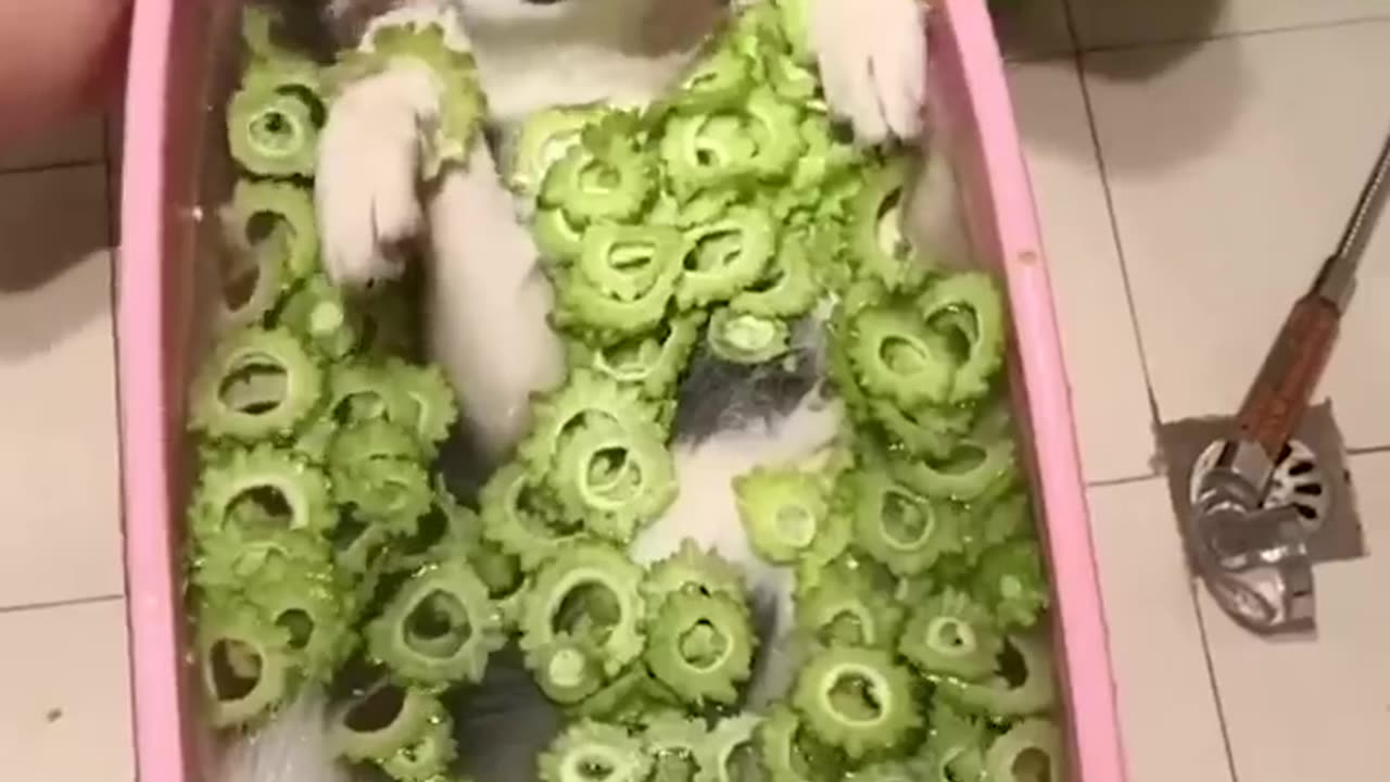 Enjoy these video baby and dogs cute and funny video and follow us to watch good video