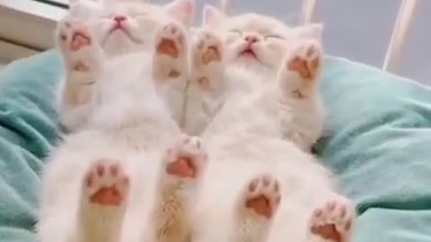 Cute little kittens sleep funny