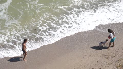 Dog Summer beach sea Ocean