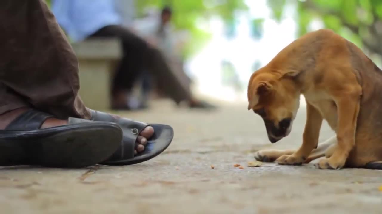 Une histoire très triste avec un chien || Court métrage sur l'émotion