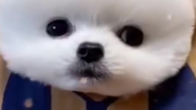Funnyanimals