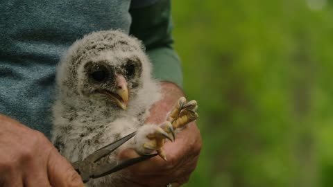 Rescued Juvenile Barred Owl has a foot banded before being returned to the wild