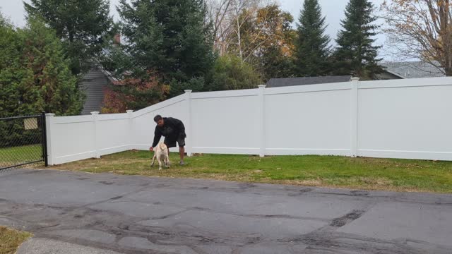 Winston - Fetch Training