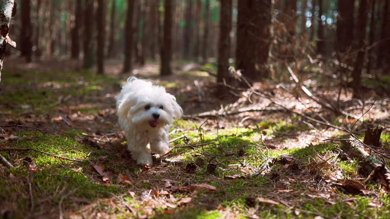 Puppy in the Forest 🌳❤️☀️😊 #puppyvideos #cutepuppy #doglife #happypuppy #cutedogs #puppylove#pet