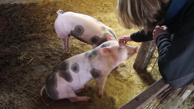 Pig enjoys head scratch so much he faints!