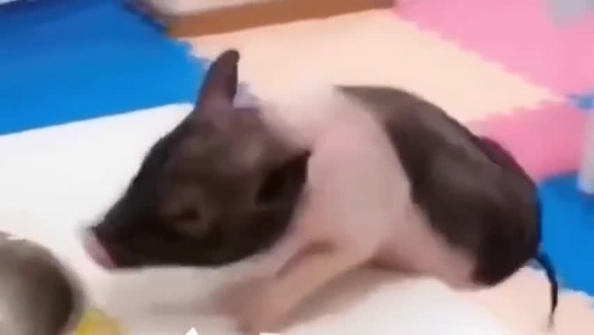 Funny animal momentum can not lose, do not accept