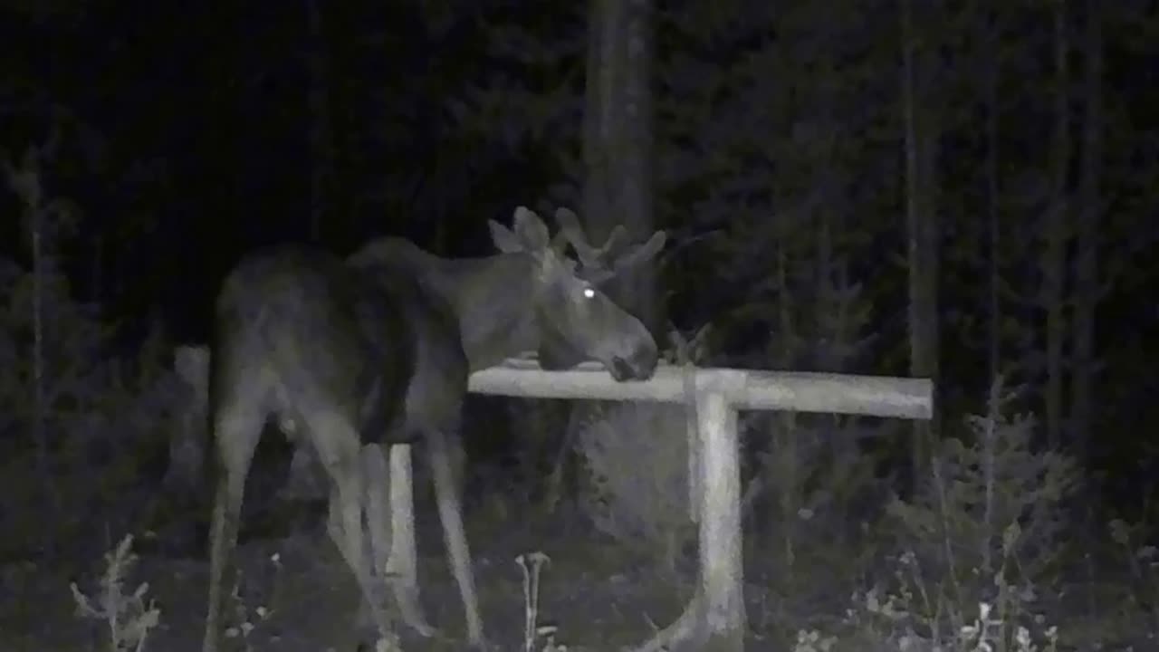 How a moose scratches its nose