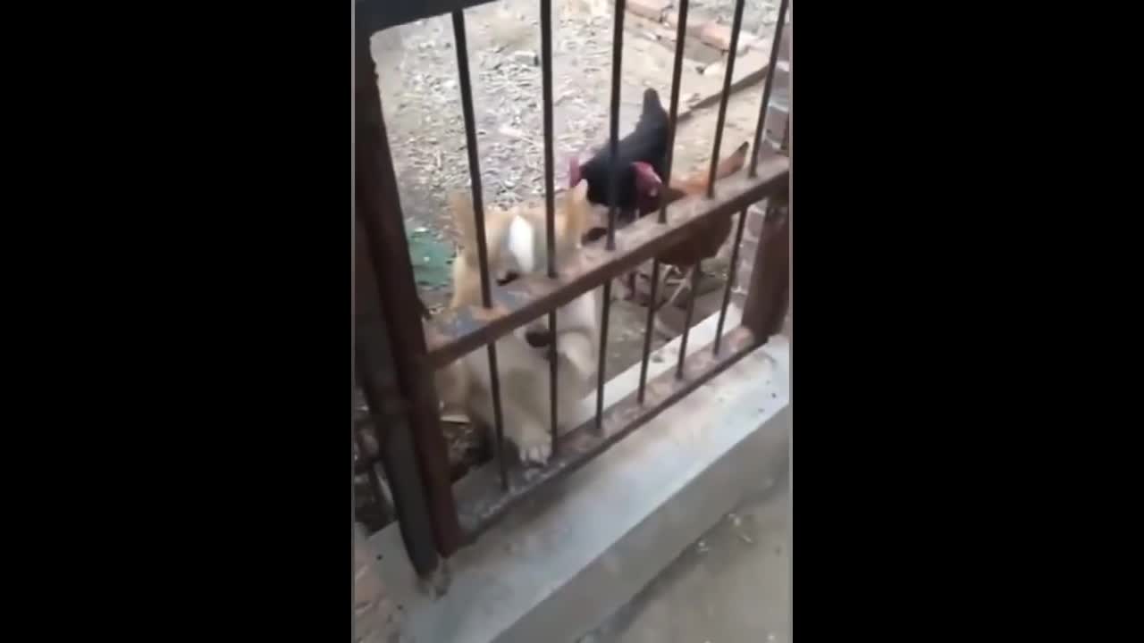 Funny dog into chicken cage