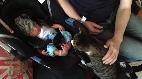 Cats Meeting Babies for the FIRST Time Compilation (SO CUTE)