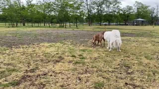 German Shepherd Attacks Pitbull playing 😂😂😘