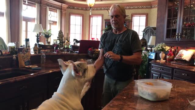 Funny Great Dane Complains His Dinner is Late