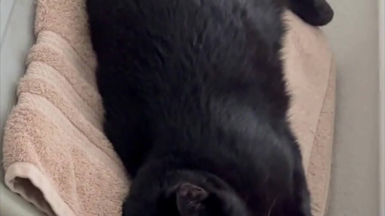 Adopting a Cat from a Shelter Vlog - Cute Precious Piper Must Be the World's Strongest Cat #shorts