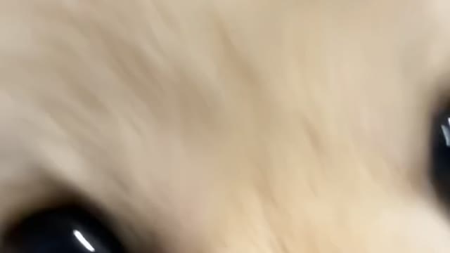 A puppy waiting for a sweet potato.