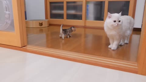 The kitten approaching the daddy cat to play with him was so cute