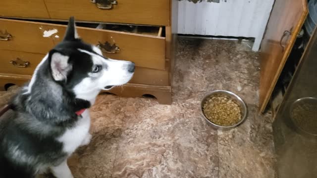 Snowflake the Husky waits for her food