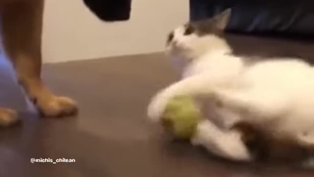 Dog fun time with cute cat