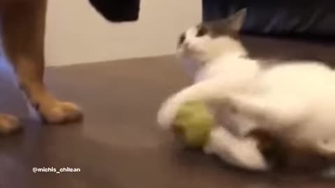 Dog fun time with cute cat