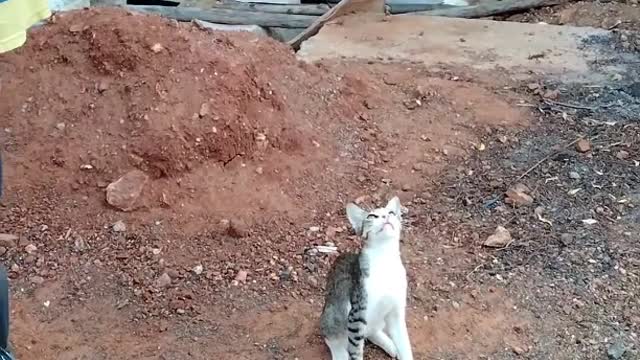 Tex, my playful cat, enjoys jumping up high to catch things.