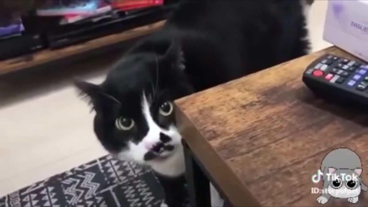 Funny Cats Talking Sooo funnyy