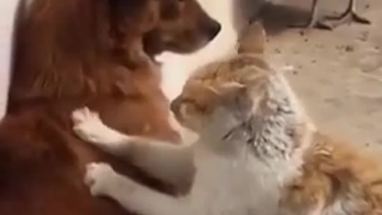 animaux-funny-compilation-23