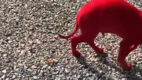 Cute Pets Video Red dog