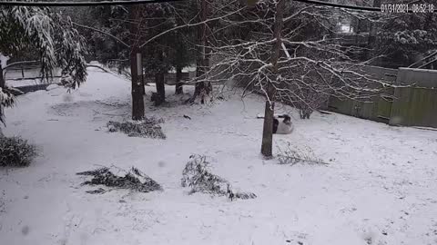 Panda in the snow