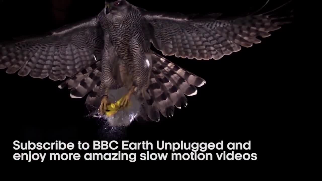 Hummingbirds In Slow Motion | BBC Earth