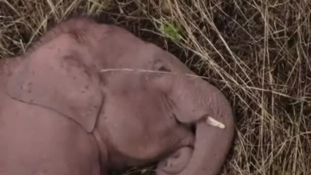 Traveling elephants who have covered 500 km in 15 months are resting in the forest.