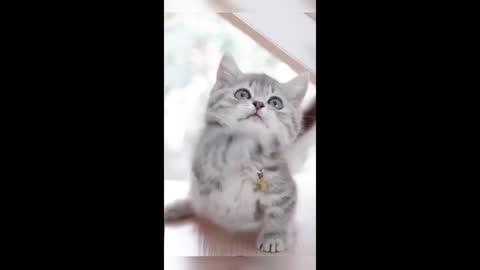 funny cat