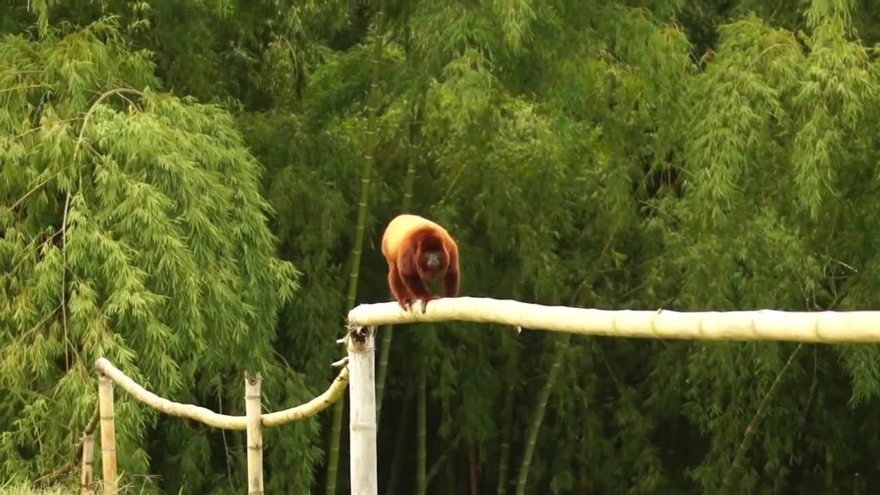 This monkey knows its way and walks to its destination