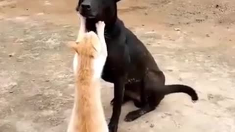 OMG So Cute ♥ Best Funny Cat Videos 2021 #1