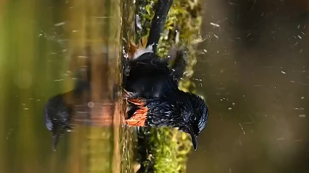 Wildlife & Funs