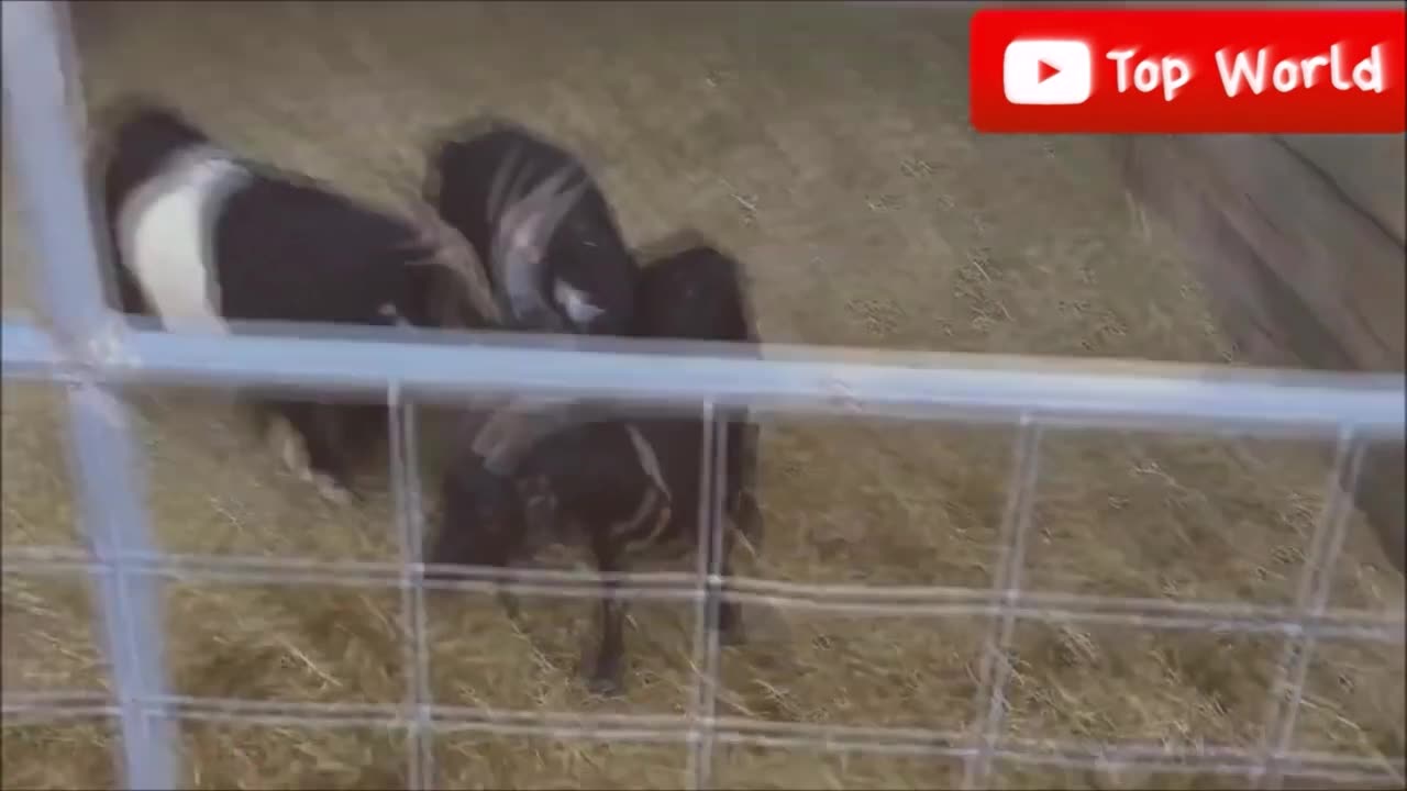 Goats Screaming Like Humans, Try Not to Laugh 🐐 😲 😀 😂