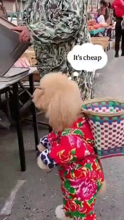 Cute & Funny Animals Videos 🐕‍🦺 Pets, Dogs & 🐱 Cats Compilation 2022