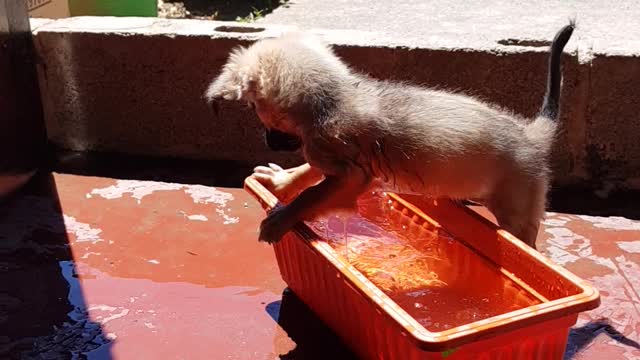 Hoy toca un mini baño