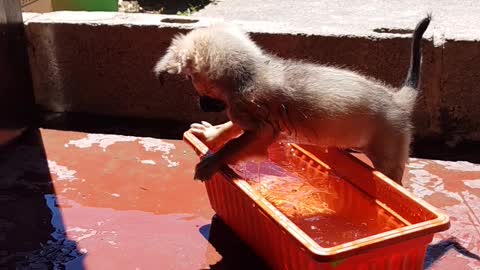 Hoy toca un mini baño