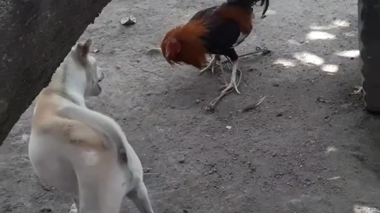 Rooster tells Dog that He is the Real Master