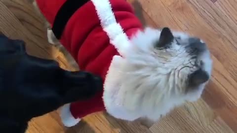 Christmas kisses