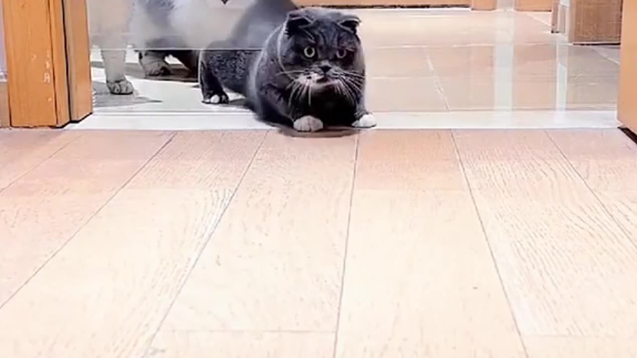 Cat Limbo