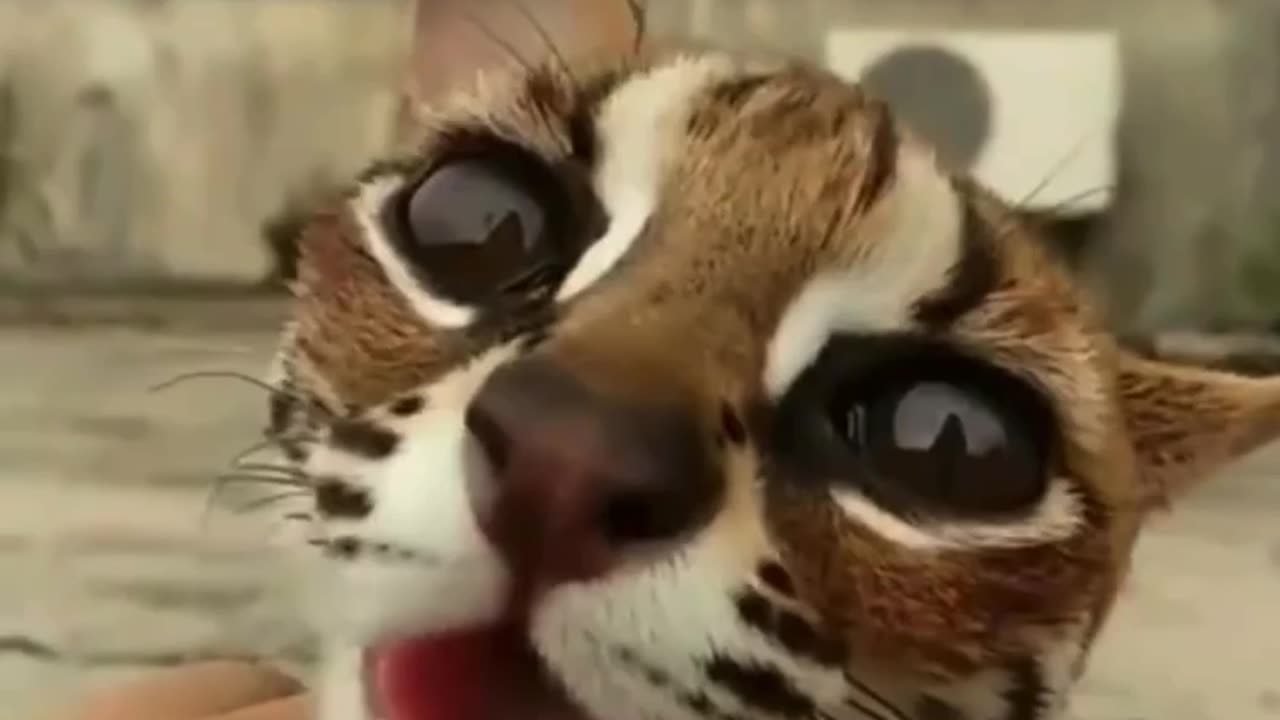 THIS IS A OCELOT~SIMPLY ADORABLE WITH ITS BIG EYES