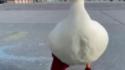 Want to raise a duck, because it walks in a really arrogant posture