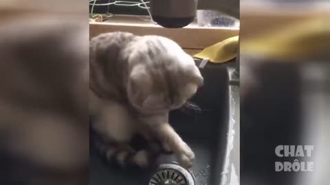 Cutest Funny Cat Videos