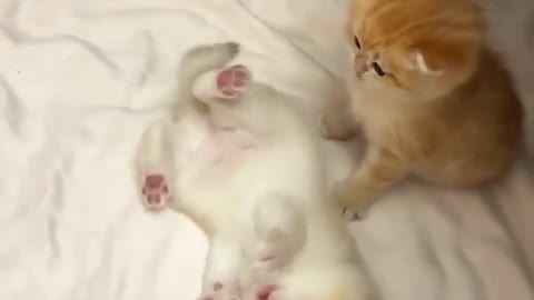 Sisterhood between kittens is a wonderful thing