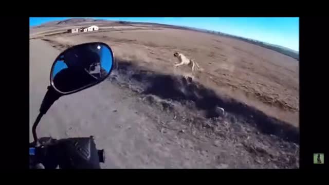 Guard dog kangal