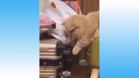 kitten playing suitcase wheel